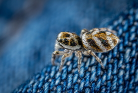 蜘蛛蜘蛛网图片