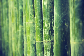 竹子
