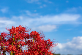 彼岸花高清摄影