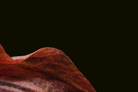 枯树叶落地黑色背景摄影图