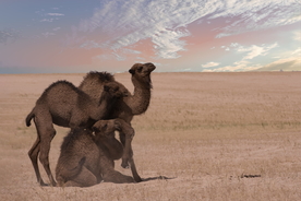 骆驼沙漠之舟图片