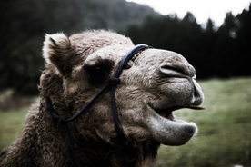 骆驼沙漠之舟图片