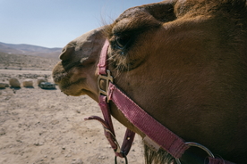 骆驼沙漠之舟图片