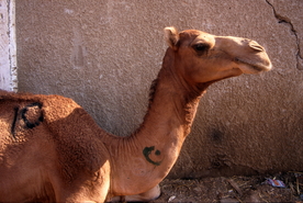 骆驼沙漠之舟图片