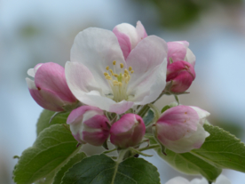 苹果花苹果树图片