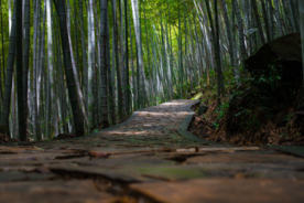 竹林竹子竹叶图片