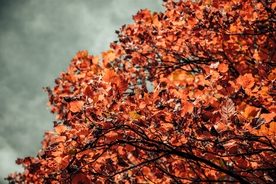 秋叶落叶唯美图片