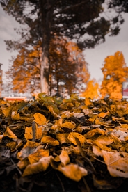 秋叶落叶唯美图片