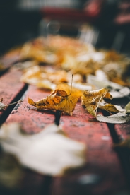 秋叶落叶唯美图片