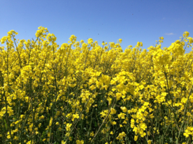 油菜花菜籽花图片
