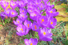 番红花藏红花图片