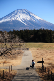 富士山火山图片