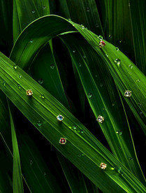 叶子背景 叶子相关背景 五彩背