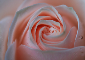 粉色玫瑰特写