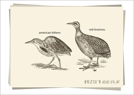 麻鳽鸟类手绘稿