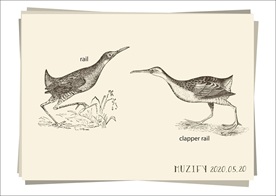 长嘴秧鸡 手绘稿
