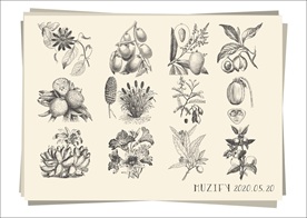 12款入花卉 水果手绘稿