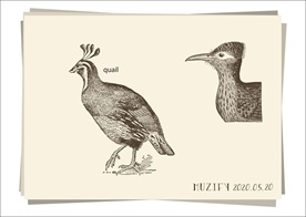 鹌鹑 鸟类手绘稿