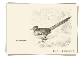 走鹃鸟类手绘稿