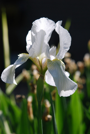 鸢尾花清新图片
