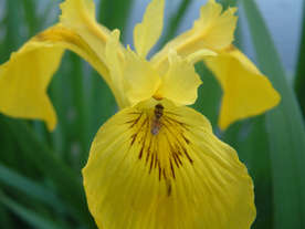 鸢尾花清新图片