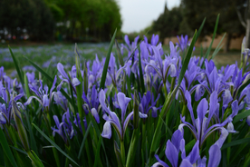 鸢尾花清新图片