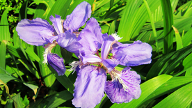 鸢尾花清新图片