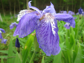 鸢尾花清新图片