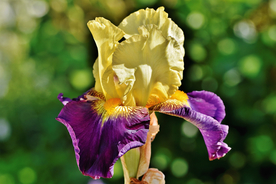 鸢尾花清新图片