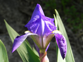鸢尾花清新图片