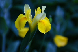 鸢尾花清新图片