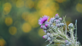 霍香蓟清新图片