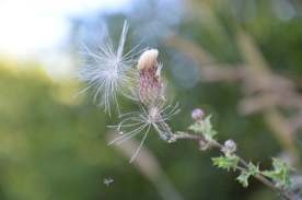 霍香蓟清新图片