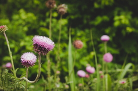 霍香蓟清新图片