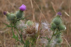 霍香蓟清新图片