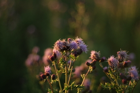 霍香蓟清新图片