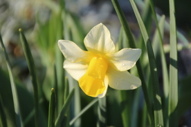 水仙花唯美图片