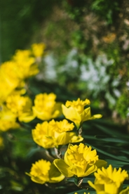 水仙花唯美图片