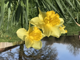 水仙花唯美图片