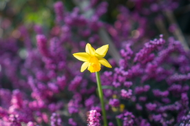 水仙花唯美图片