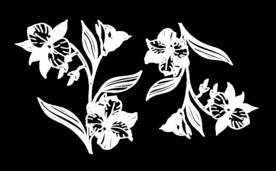 白色的线条花朵