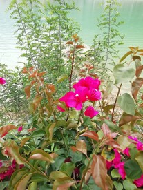 湖边盛开的鲜花