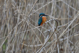 翠鸟空山鸟语图片