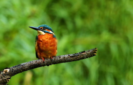 翠鸟空山鸟语图片