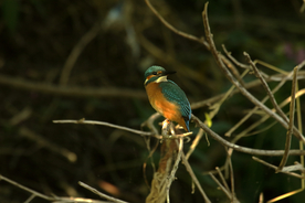 翠鸟空山鸟语图片