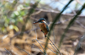 翠鸟空山鸟语图片