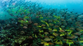 鱼群海底鱼群图片