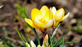 番红花藏红花图片