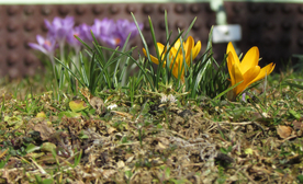 番红花藏红花图片