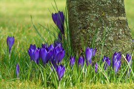 番红花藏红花图片